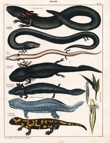 Molche - Molch Newt Feuersalamander Fire salamander Schlammteufel Hellbender / Amphibien / Zoologie zoology