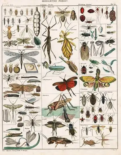 Krebsartige Fliegen - Heuschrecke cricket grasshopper Läuse lice Zikade Cicada / Insekten insects / Zoologie