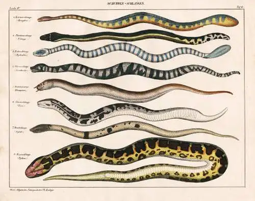 Schuppen-Schlangen - snakes Schlangen snake Schlange Python Körnerschlange Zeilenschlange Warzenschlange Trot