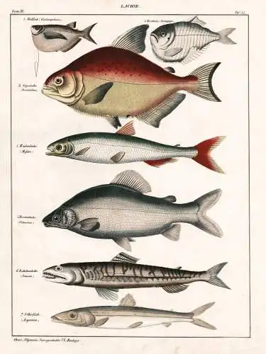 Lachse - Lachs salmon Tiefsee-Beilfische deep-sea hatchetfishes / Fisch Fische fish fishes / Zoologie zoology