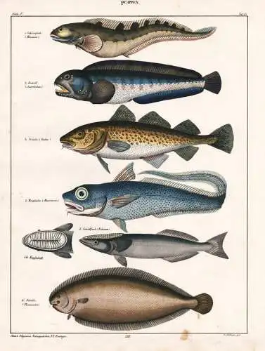 Quappen - Schleimfisch Combtooth blenny Scholle plaice Quappe Burbot / Fisch Fische fish fishes / Zoologie zoo
