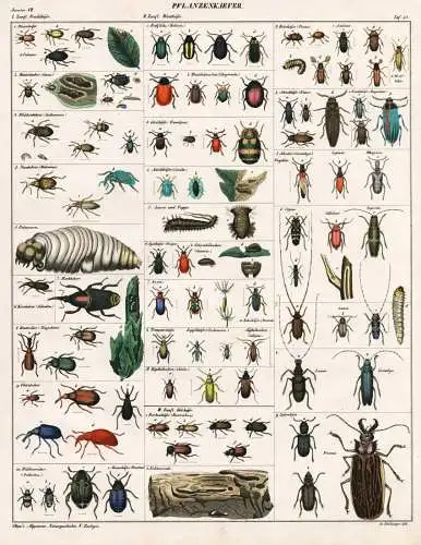Pflanzenkaefer - Pflanzenkäfer Leaf beetle Blattkäfer / Insekten insects / Zoologie zoology