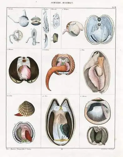 Schulter-Muscheln - Taf. VII. - Muscheln sea shells Loripes Pandora Petricola Psilopus Glossus Cardium Unio Ca