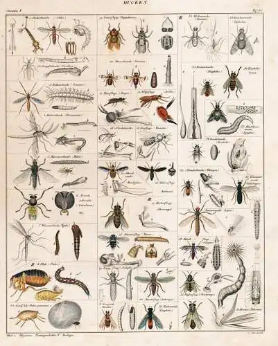 Mucken - Mosquitoes Mücken Mücke mosquito / Insekten insects / Zoologie zoology