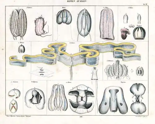 Rippen-Quallen - Rippenquallen Ctenophora Qualle jelly fish / Zoologie zoology