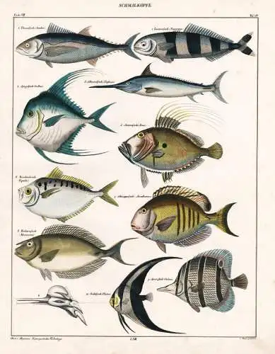 Schmalköpfe - Thun tuna Schützenfisch Banded archerfish Crested oarfish Einhornfisch / Fisch Fische fish fis