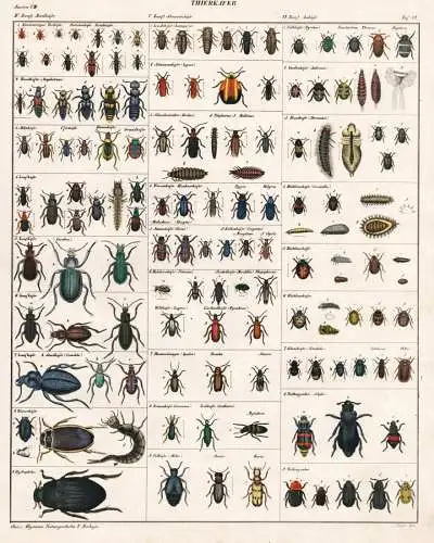 Thierkaefer - Laufkäfer Ground beetle Käfer bugs / Insekten insects / Zoologie zoology