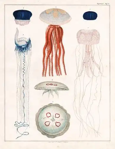 (Supplement Taf. 3) - Qualle Meduse jelly fish sea jellies Medusa / Zoologie zoology