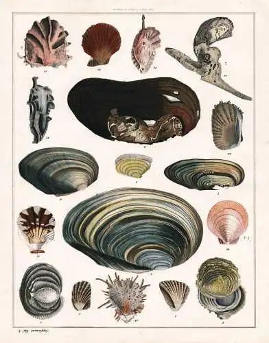 (Supplement Taf. 4) - Muscheln sea shells shellfish / Zoologie zoology
