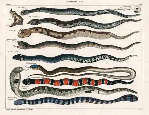 Taefel-Schlangen - snakes Schlangen snake Schlange Sand-Viper Otter Horn-Viper Natter Baumschlange Corallensch