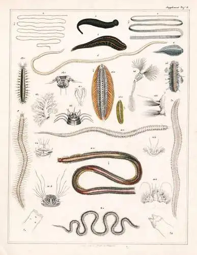 (Supplement Taf. 8) - Würmer worms worm Wurm Bandwurm Blutegel Borstenwurm Hautwurm Buschwurm / Zoologie zool