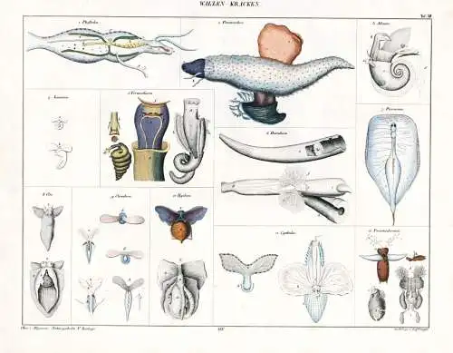Walzen-Kracken - marine gastropods sea snails sea angels Meeresschnecke Phylliroe lichtensteinii, Pterotrachea