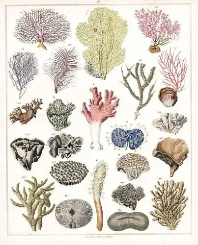 (Tafel 2) - Coral Koralle polyps Polyp corals Korallen / Zoologie zoology