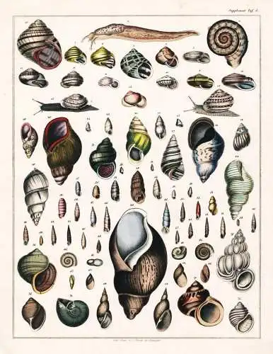 (Supplement Taf. 5) - Schnecken Schnecke snail snails / Zoologie zoology