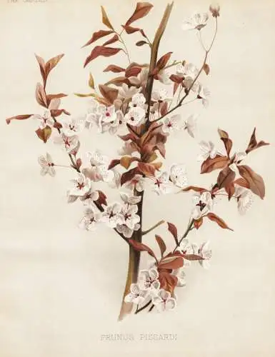 Prunus pissardi - Kirschpflaume Pflaume plum Myrobalane Prunus myrobalana / Obst fruit / Pflanze Planzen plant