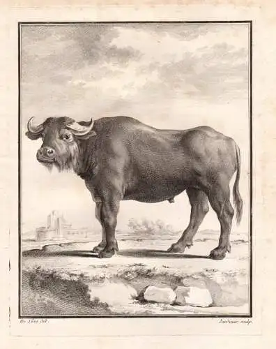 (Le Bufle) - Büffel Bubalina buffalo Buffle Rind Rinder / Tiere animals animaux
