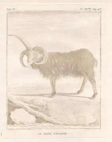 Le Belier d'Islande - Islandschaf Icelandic Mouton islandais sheep ram Bock Island Iceland Schaf Widder Ovis S