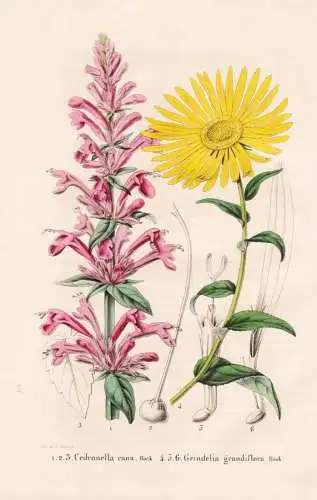 Cedronella cana - Grindelia grandiflora - New Mexico America Amerika / Texas / flower Blume flowers Blumen / P