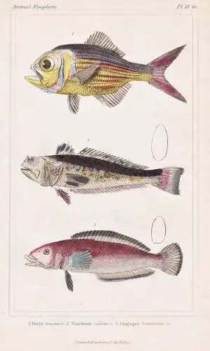 1. Beryx lineatus n. 2. Trachinus radiatus n. 3. Pinguipes brasilianus n. - swallow-tail Strahlen-Petermännch