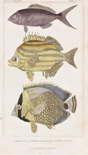 1. Apsilus fuscus. 2. Chaetodon strigatus... - African forktail snapper Nagasakifisch Stripey / Fische fish Fi