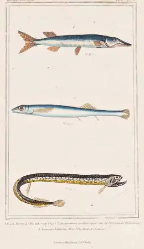 1. Esox lucius L. (The common pike). 2. Microstoma mediterranea ... - Hecht Northern pike slender argentine /
