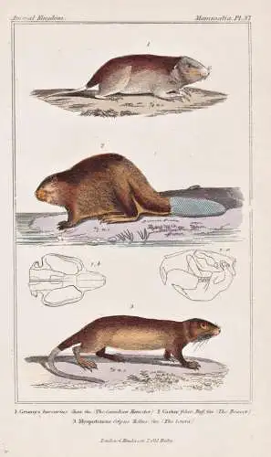 1. Geomys bursarius.  2. Castor fiber. 3. Myopotamus coipus... - Flachland-Taschenratte Plains pocket gopher B