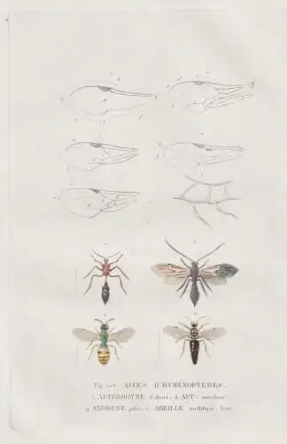 Fig. 1-6. Ailes d'hymenopteres / Apterogyne d'olivier / Apt. unicolore / Andrene jolie... - Biene bee Bienen b