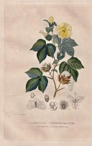 Gossypium tricuspidatum - Baumwolle Levant cotton / America Amerika / Blume flower Blumen flowers / Botanik bo