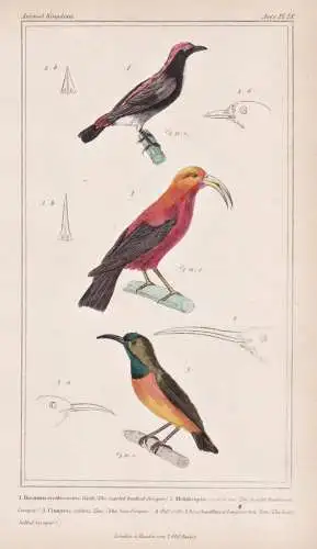 1. Dicaeum erythronotos. 2. Melithreptus vestiarius. 3. Cinnyris solaris... - Buru flowerpecker Burumistelfres