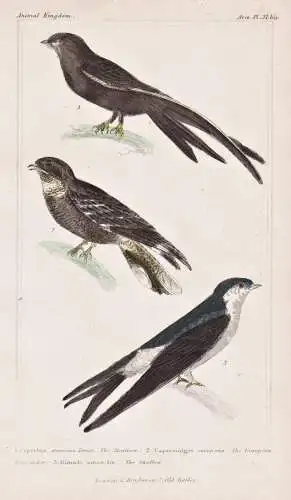 1. Cypselus murarius. 2. Capramulgus europaeus... - Mauersegler swift Ziegenmelker nightjar / birds Vögel bir