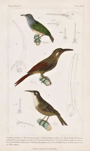 1. Certia familiaris. 2. Dendrocolaptes falcirostris. 3. Bill of the Dendroclaptes nasican. - Waldbaumläufer