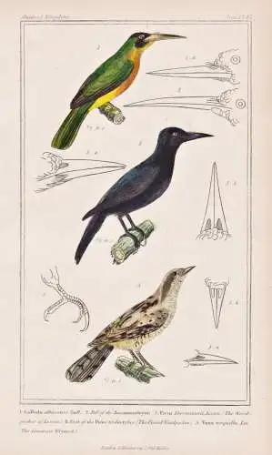 1. Galbula albirostris. 2. Bill of the Jacamaraleyon. 3. Picus Lherminierii... - Yellow-billed jacamar Guadelo