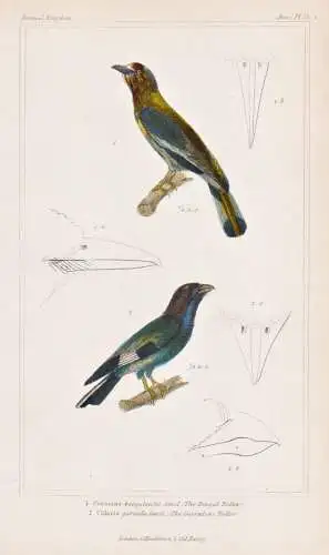 1. Coracias bengalensis. 2. Colaris garrula - Hinduracke Indian roller / birds Vögel bird Vogel oiseaux