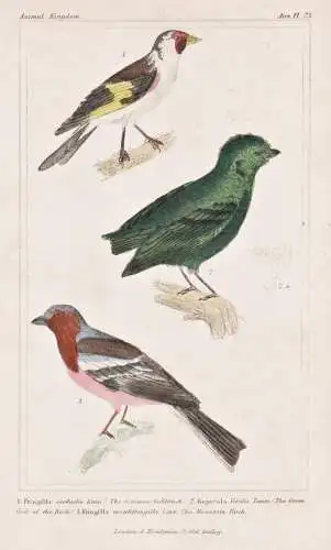 1. Fringilla carduelis Linn. 2. Rupicola viridis temm. 3. Fringilla montifringilla Linn. - Stieglitz Distelfin