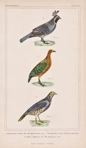 1. Francolinus oculeus. 2. Perdix petrosa. 3. Colinus californius - Frankoline Felsenhuhn Barbary partridge /