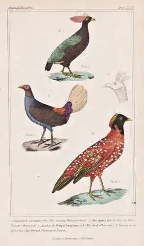 1. Cryptonyx coronatus. 2. Houppifer Diardi. 3. Head of the Houppifer... - Salvadori's pheasant Satyrtragopan