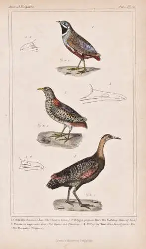 1. Coturnix chinensis. 2. Ortygis pugnax. 3. Tinamus rufescens... - Zwergwachtel King quail Rotflügeltinamu R