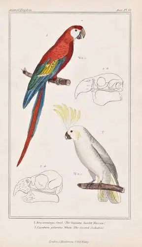 1. Ara aracanga. 2. Cacatoes galeritus - Scharlachara Scarlet macaw parrot Papagei / birds Vögel bird Vogel o