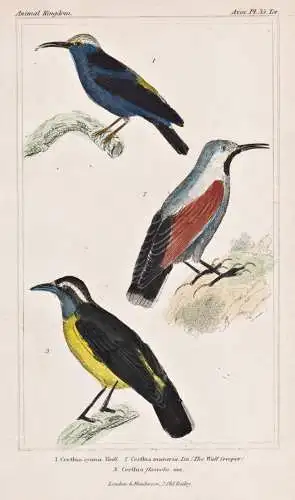 1. Certhia cyana. 2. Certhia muraria. 3. Certhia flaveolo. - Mauerläufer Wallcreeper / birds Vögel bird Voge