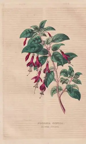 Fuchsia conica - Fuchsie Fuchsien / Blume flower Blumen flowers / Botanik botany botanical