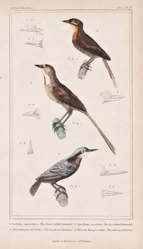 1. Anabates superciliaris. 2. Synallaxis tessellata. 3. Sitta castanea... - Indian nuthatch / birds Vögel bir