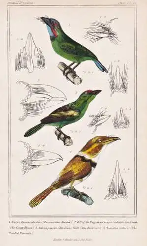 1. Bucco Duvaucelii. 2. Bill of the Pogonias major. 3. Bucco parvus... - Black-eared barbet / birds Vögel bir