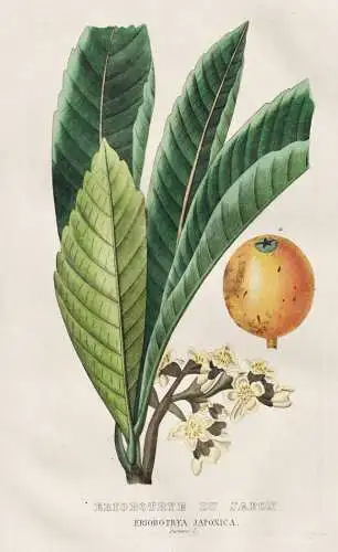 Eriobotrye du Japon - Eriobotrya japonica - Wollmispel Mispel loquat / Japan / Blume flower Blumen flowers / B