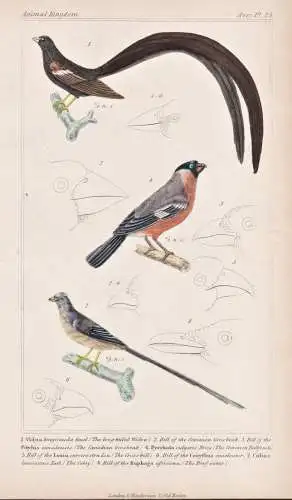 1. Vidua longicauda. 2. Bill of the Common gros-beak. 3. Bill of the Pitylus canadensis... - Spitzschwanz-Para