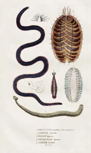 Phyllodoce de paretto / Aphrodite herissee... - Leech Egel Marine sea worm