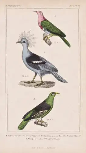 Goura coronata / Columba porphyrea / Vinago aromatica - Western crowned pigeon Blaubrust-Krontaube Rothals-Fla