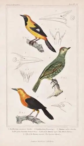 1. Xanthornus jacamacii. 2. Oxyrhinchus flammisceps. 3. Sturmus ruber. - Black-hooded oriole Bengalenpirol / b