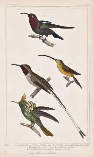 1.[Trochilidae] granalinus 2. Tr. brasiliensis. 3. Orthorhyncus cora... - Kolibris hummingbird / birds Vögel