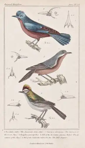 1. Ficedula sialis. 2. Curruca subalpina. 3. Regulus ignicapillus... - Moltoni's warbler Sommergoldhähnchen f