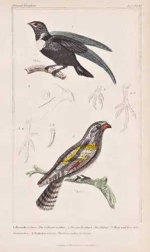 1. Hirundo collaris. 2. Toes of the Martinet. 3. Head and Toes of the Goat-sucker... - Black-collared swallow